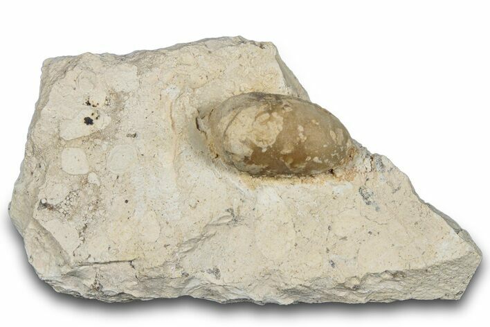 Eocene Fossil Snake Egg - Bouxwiller, France #293130